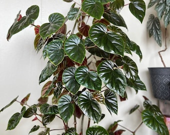 Begonia Thurstonii / Begonia Cuttings / Small Begonia
