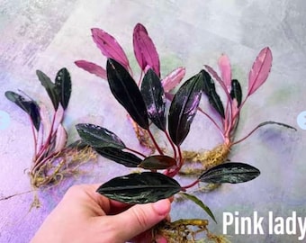 Bucephalandra Pink Lady  - Rare Live Aquarium Plant | FishTank, Pond,Terrarium,Vivarium,Paludarium |PlantedTank, Nanoscape|Aquatic