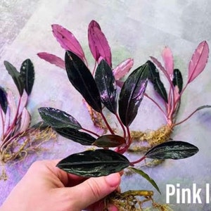 Bucephalandra Pink Lady  - Rare Live Aquarium Plant | FishTank, Pond,Terrarium,Vivarium,Paludarium |PlantedTank, Nanoscape|Aquatic