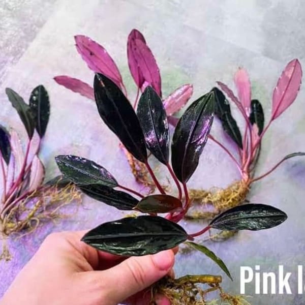 Bucephalandra Pink Lady  - Rare Live Aquarium Plant | FishTank, Pond,Terrarium,Vivarium,Paludarium |PlantedTank, Nanoscape|Aquatic