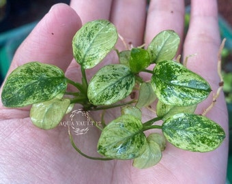 Anubias Nana Pinto White - Bestseller | Rare Live Aquarium Plant | Aquarium, Fish Tank,Pond, Vivarium | Aquatic Anubias