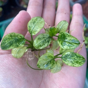 Anubias Nana Pinto White - Bestseller | Rare Live Aquarium Plant | Aquarium, Fish Tank,Pond, Vivarium | Aquatic Anubias