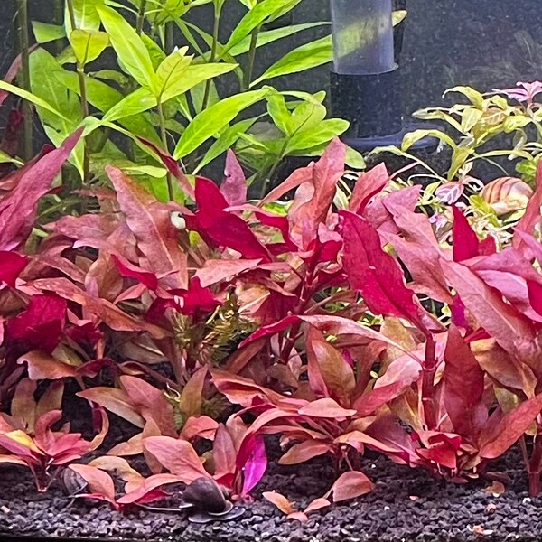 Fish Tank Plants Etsy