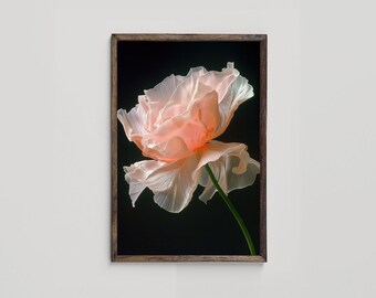 Pink Flower Printable Wall Art, Black and Pink Wall Decor, Fine Art Floral Photography for Home Decor and nursery, Digital Download