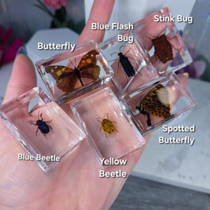 May include: A collection of insect specimens encased in clear resin blocks. The insects include a butterfly, blue flash bug, stink bug, spotted butterfly, blue beetle, and yellow beetle. Each block is labeled with the insect's name.