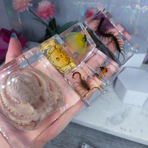May include: Clear resin blocks showcasing preserved specimens of marine and terrestrial invertebrates. The collection includes an octopus, crab, butterfly, scorpion, centipede, and a ladybug. Each specimen is encased in a transparent, square block.