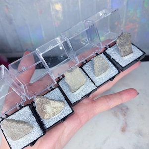 May include: A collection of small, irregularly shaped, fossilized specimens displayed in individual black trays with clear plastic covers. The specimens are various shades of gray and beige, resting on white textured pads.