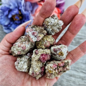 May include: A collection of rough, gray and white stones with pink ruby crystals embedded in them. The stones are in a hand.