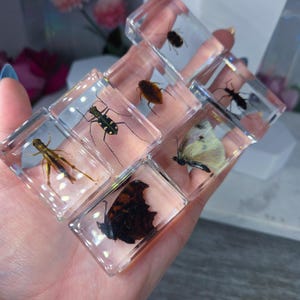 May include: A collection of clear resin blocks, each encasing a different insect specimen. The insects include a grasshopper, beetle, butterfly, and other bugs. The blocks are held in a hand, showcasing the variety of preserved specimens.