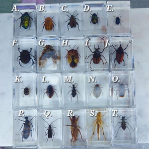 Real Insect Specimen Embedded in Clear Resin Entomology Educational Gift For Bug Lovers