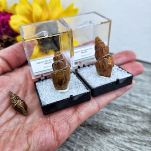 May include: Two small, brown agate reptile shells in clear display cases with white foam padding. The cases are labeled "Agate Reptile Shell" and "Agate Replaced Shell".