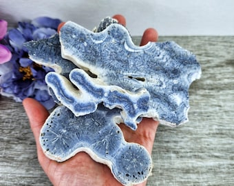Coral Slab Blue Ridge Heliopora Coerulea Natural Blooms