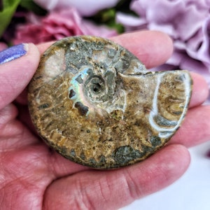 Opalized Ammonite Shell Fossil Specimen Natural Super High Quality Rainbow