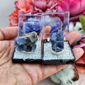 Blue Fluorite La Barre Mine France French Rare Small Cluster Raw Crystals Specimen High Quality Collector