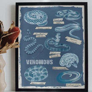 Könnte beinhalten: Ein gerahmter blauer Druck mit Illustrationen verschiedener Schlangen, beschriftet mit ihren wissenschaftlichen Namen. Das Wort "VENOMOUS" ist weiß gedruckt. Eine beige Vase mit getrockneten Blumen befindet sich im Vordergrund.