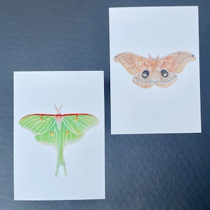 May include: Two watercolor paintings of moths on white cardstock. The first painting shows a green luna moth with red accents. The second painting shows a brown moth with black eyespots.