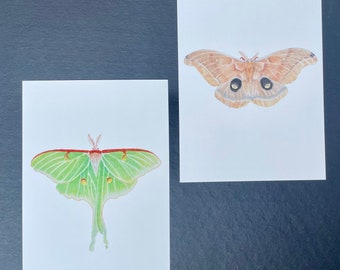 Luna Moth & Polyphemus Moth Art Prints: Nature Drawings, Insect Lover Gift