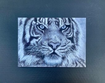 Tiger Eyes Giclee Art Print: Wild Animal Drawing (8x11 inches)