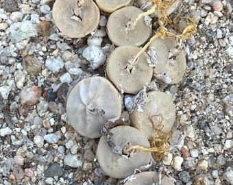 Cono. chrisocruxum - 1 plant (dormant)