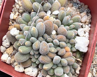 Crassula namaquensis - 1 plant
