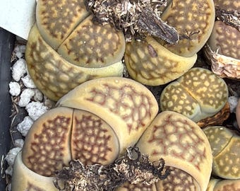 Lithops hallii var. ochracea C111 x C111 - 1 plant