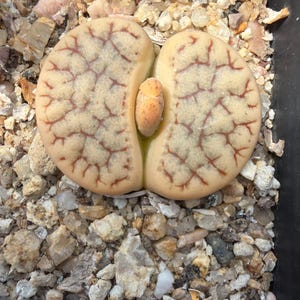 May include: A Lithops succulent plant with a split, beige, pebble-like body featuring intricate, branching reddish-brown veins across its surface. A small, pale orange growth emerges from the central fissure of the plant, which is nestled in gravel.