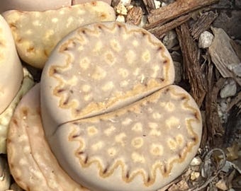 Lithops fulleri C161 x C161 - 1 plant