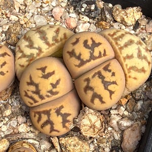 Lithops dorotheae EA selection - 1 plant
