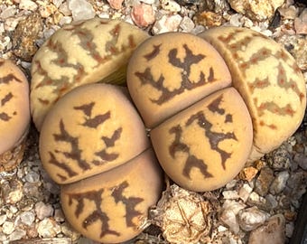 Lithops dorotheae EA selection - 1 plant