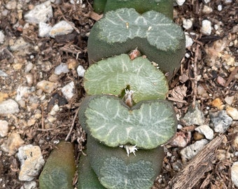 Haworthia truncata 'congesta' Sakai clone - 1 plant, ships bare-root