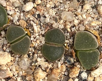 Cono. pubescens Platbakkies - 1 plant