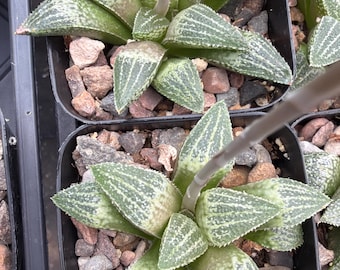 Haworthia 'Dryad' x 'Kitchen Sink'- 1 plant, seedling