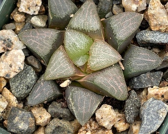 Haworthia bayeri 'correcta pallida', Japanese clone- 1 plant, ships bare-root