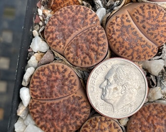 Lithops bromfieldii glaudiniae - 1 plant, double head