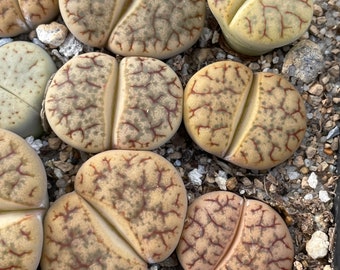 Lithops brandbergensis C394- 1 plant