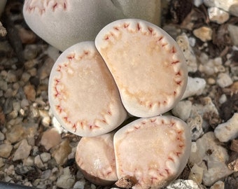 Lithops julii subsp. fulleri var. rouxii  - 1 plant, double head