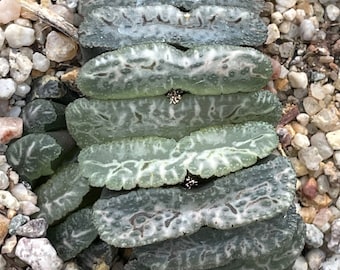 Haworthia truncata Bob Kent selected seedling - 1 plant, ships bare-root