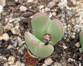 Cono. bilobum variety pack - 5 distinct cuttings