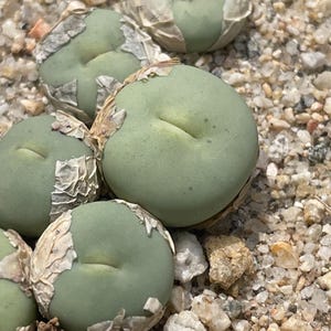 May include: Close-up of several light green Lithops plants, also known as living stones, with a split down the middle. The plants are surrounded by small, light-colored pebbles and sand. Some plants have a papery, peeling outer layer.