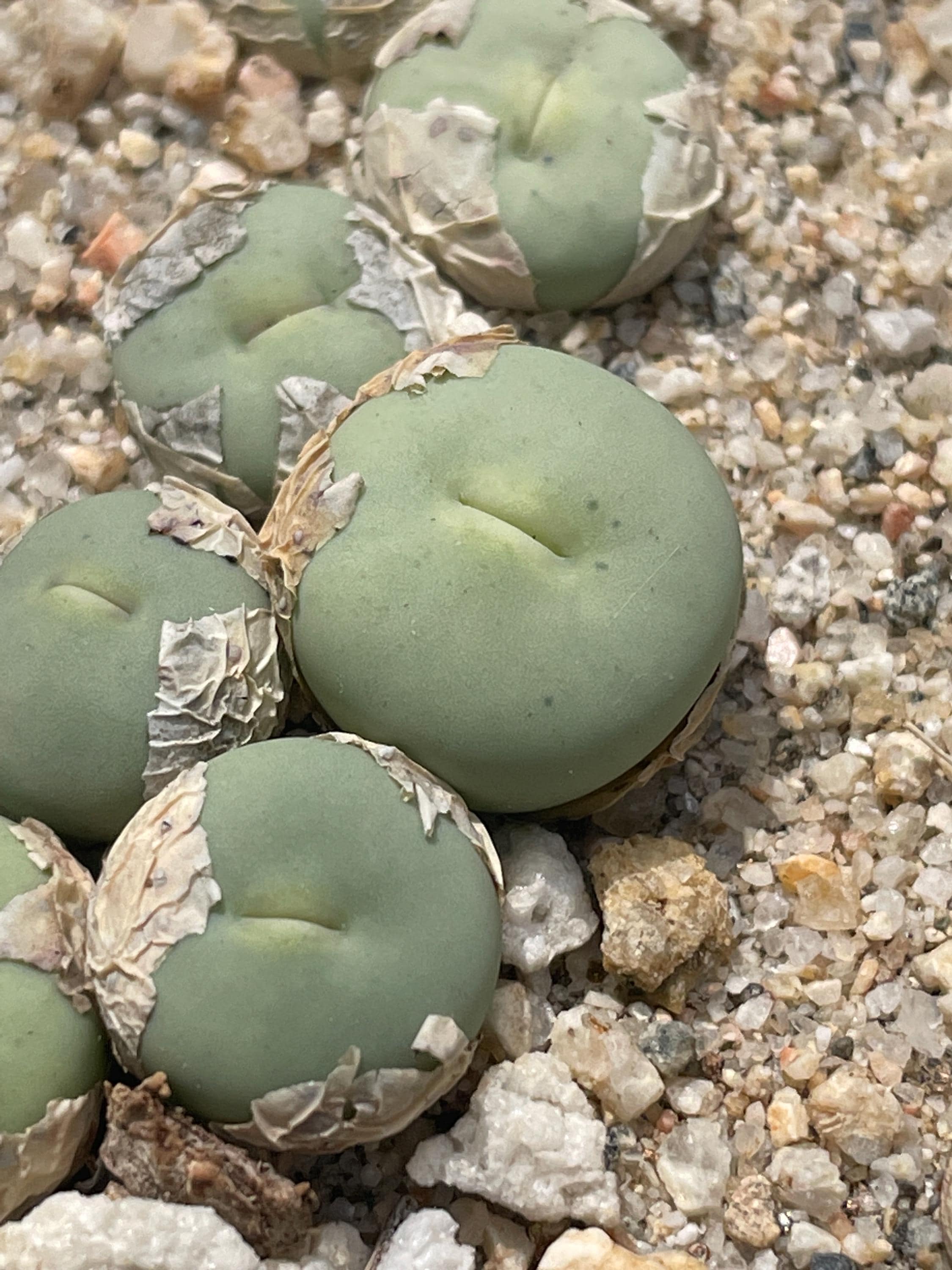 コノフィツム　pageae Conophytum Pageae - 1 Plant - Etsy