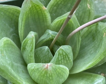 Haworthia cymbiformis, original Salm Dyck clone - 1 plant, ships bare-root