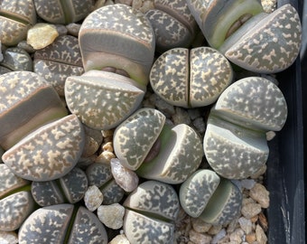 Lithops naureeniae - 1 plant