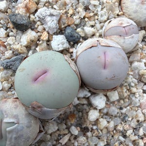 May include: Several Lithops succulents, commonly known as living stones, are partially embedded in a bed of small, light-colored gravel. These plants feature smooth, rounded, pebble-like bodies in shades of pale green and grey with pink fissures.