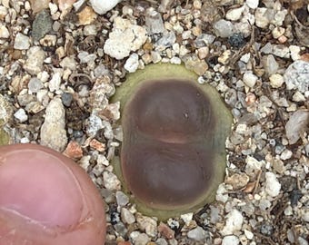 Cono. ratum SH 2606 - 1 plant, ships bare-root
