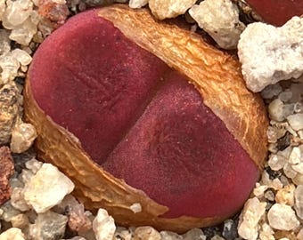 Cono. maughanii armeniacum - 1 plant, ships bare-root