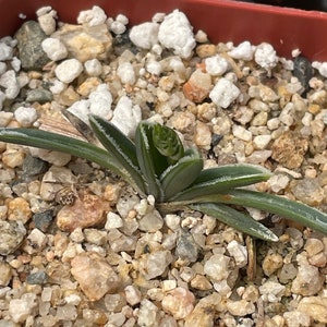 Ornithogalum britteniae - 1 plant