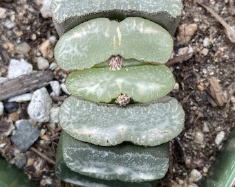 Haworthia truncata, Bob Kent selected seedling - 1 plant, ships bare-root