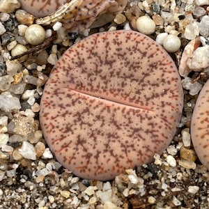 May include: Close-up of a pink and brown succulent with a patterned surface. The succulent is surrounded by small, white pebbles.
