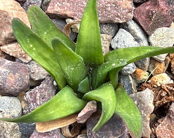 Haworthia floribunda large form - 1 plant, seedling