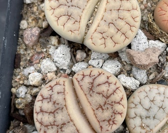 Lithops gracidelineata - 1 plant